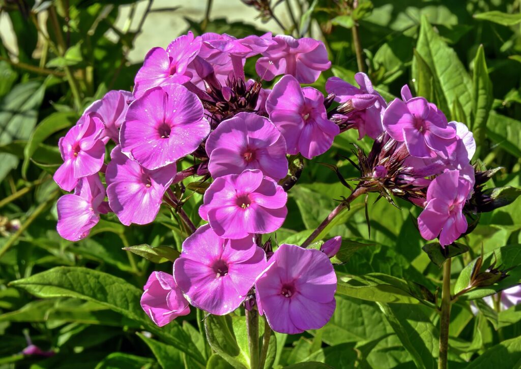 Флокс