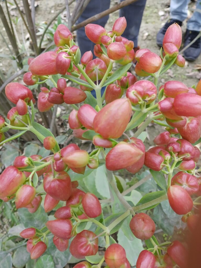 Каланхоэ