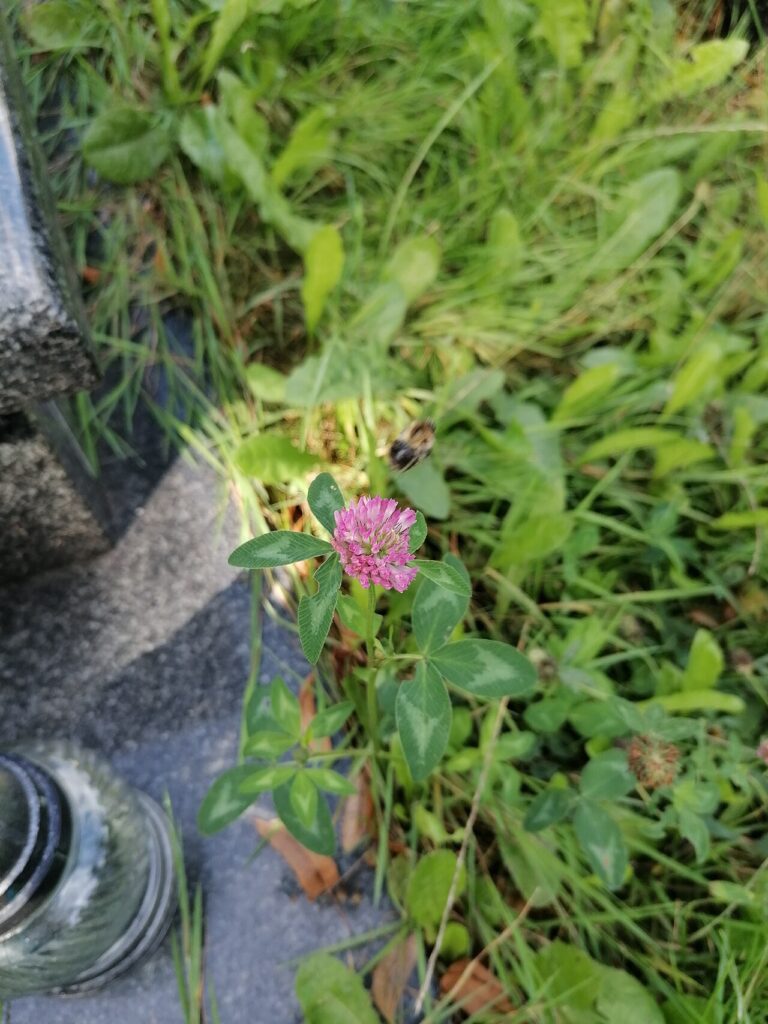 Клевер