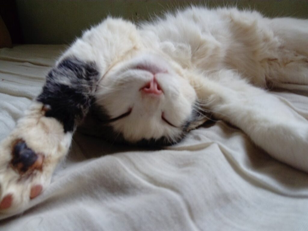 Кот