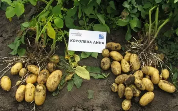 Картофель аннушка описание сорта фото