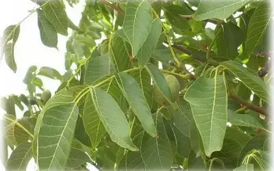 Что делать с опавшими листьями грецкого ореха