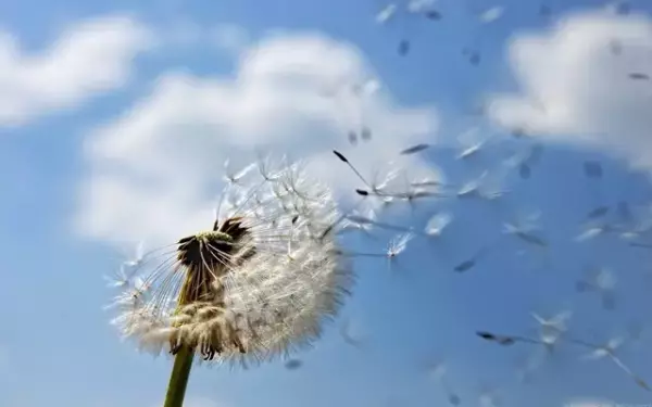 Сообщение о необычных семенах
