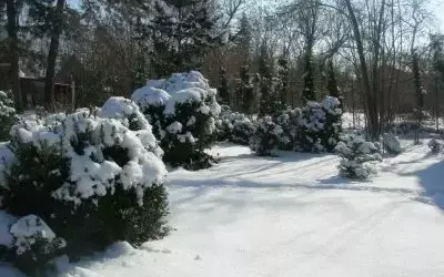 Самшит в горшке зимовка