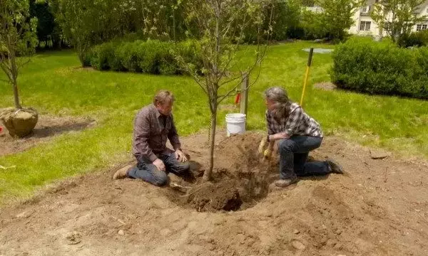 Туя и плодовые деревья совместимость