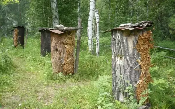 Какой улей выбрать начинающему пчеловоду