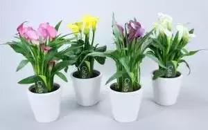 Калла эллиота уход в домашних условиях