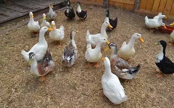 Утки которые не крякают