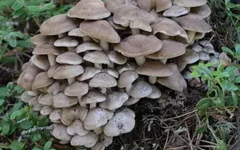 Осенние грибы серого цвета