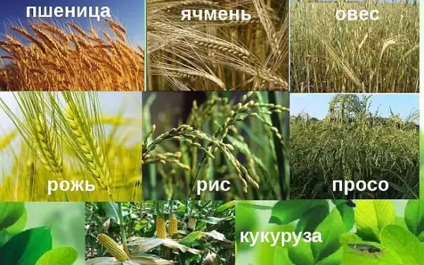 Растения которые нас кормят одевают лечат
