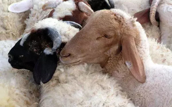 Нож для резки барана