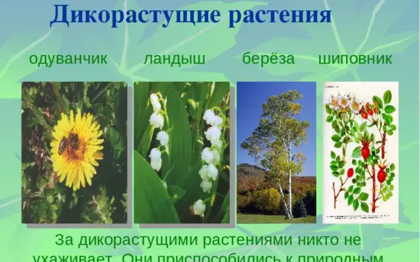 Роза это дикорастущее или культурное растение