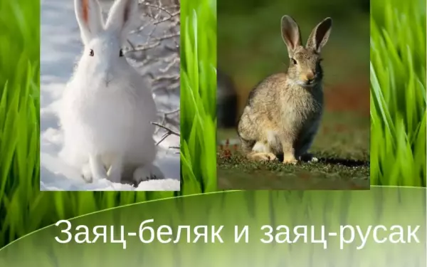Заяц беляк и заяц русак критерии вида