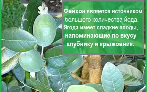 Компот из фейхоа полезные свойства