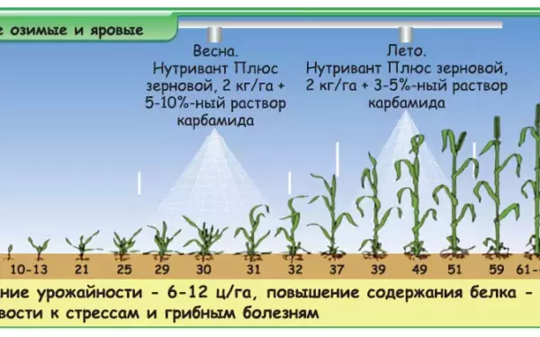 Карбамид нормы внесения для зерновых