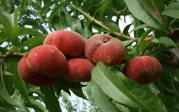 Инжирный персик никитский плоский характеристика