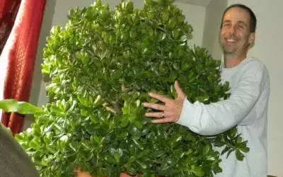 Можно ли обрезать денежное дерево осенью