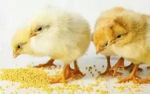 Как запаривать пшеницу для кур