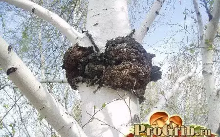 Чага и трутовик отличие фото
