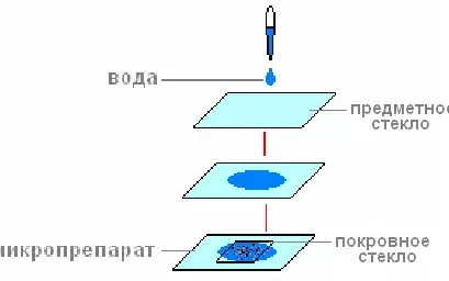 Тело мукора состоит из клетки