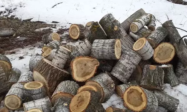 Тополь на дрова отзывы