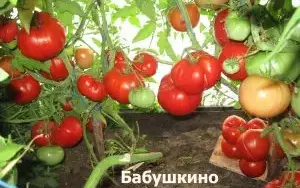 Коллекционеры семян томатов в россии