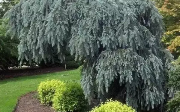 Picea engelmannii glauca pendula