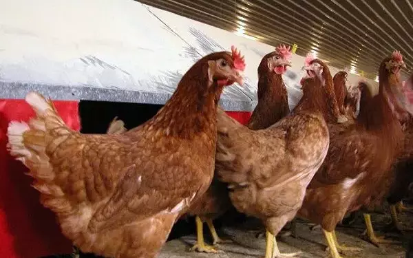 Породы кур которые хорошо несутся зимой