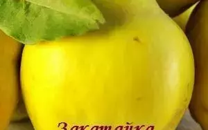 Маринованная айва на зиму без стерилизации