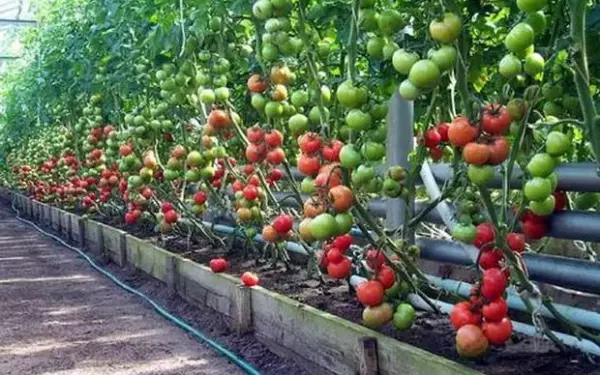 Томат вареники описание сорта фото