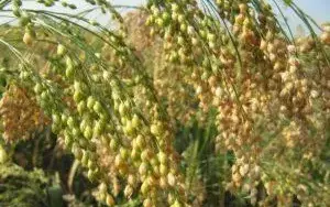 Чем полезна каша из тыквы с пшеном