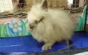 Что умеет делать кролик