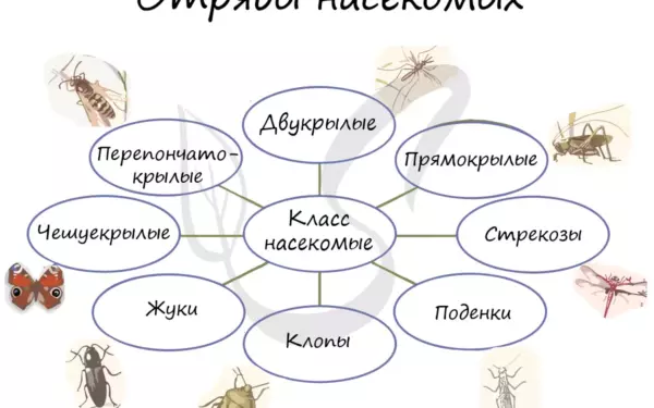 Медведка тип ротового аппарата