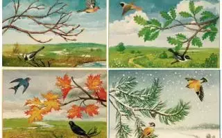 Какие птицы выводят птенцов осенью