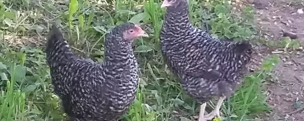 Почему не несутся куры доминанты
