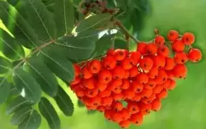 Вино из гранатовой рябины