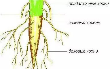 Охарактеризуйте особенности внешнего строения корня