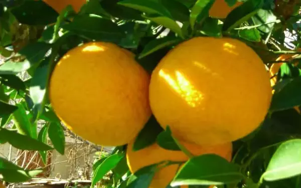 Почему нельзя есть грейпфрут женщинам