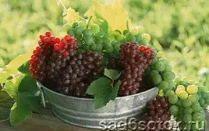 Винные сорта винограда для урала и сибири