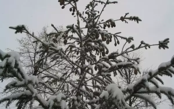Когда созревают шишки ели