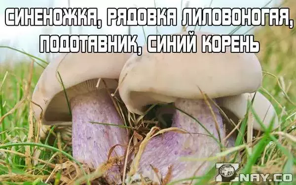 Грибы с фиолетовой ножкой и коричневой шляпкой