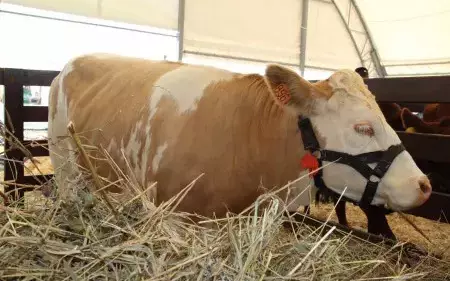 Свекольный жом для крс отзывы