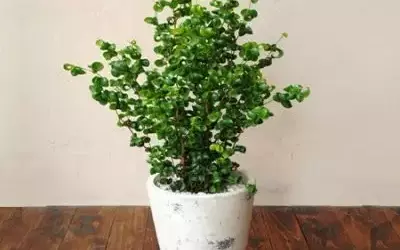 Фикус барок и букле