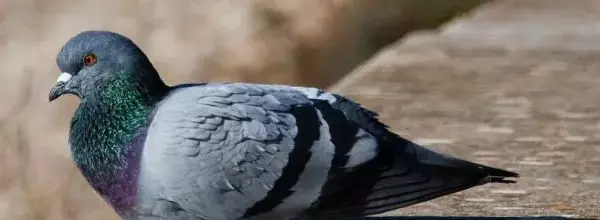 Какой запах не любят голуби