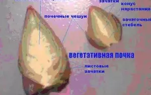 Интересные факты о побегах и почках растений