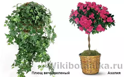Суккуленты ядовитые или нет