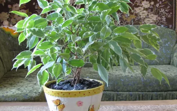 Вызывает ли фикус аллергию