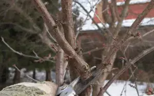 Как омолодить старую черешню