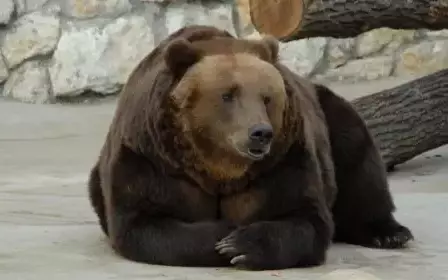 Едят ли медведи падаль