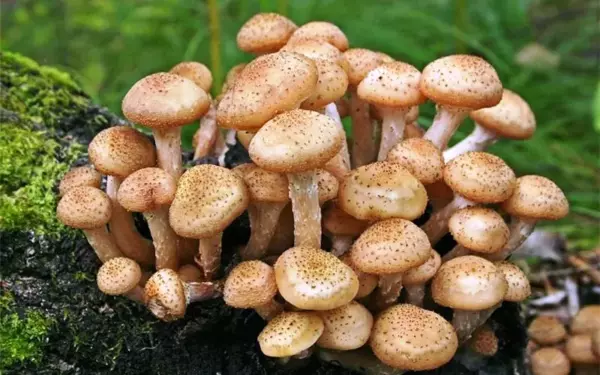 Под какими деревьями растут опята